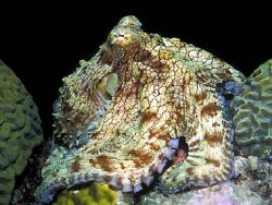 A Proud Octopus - A bright-eyed Octopus vulgaris seems to... by Laszlo Ilyes 